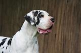 DOGUE ALLEMAND 790